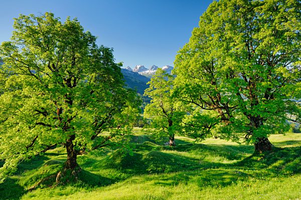 Bergahorn Hain im Bergfrühling mit schneebedcketen Churfirsten im Hintergrund, bei Ennetbühl im Toggenburg, Kanton St. Gallen, Schweiz, Europa