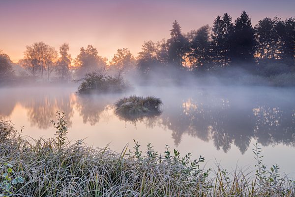 Herbstliche Morgenstimmung an Weiher im Naturschutzgebiet Wildert in Illnau, Raureif bedeckt Vegetation im Vordergrund sowie auf den Inseln und Nebelschwaden schweben über dem Wasser, Kanton Zürich, Schweiz, Europa