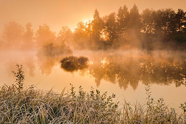 Herbstliche Morgenstimmung an Weiher im Naturschutzgebiet Wildert in Illnau, Raureif bedeckt Vegetation im Vordergrund sowie auf den Inseln und Nebelschwaden schweben bei Sonnenaufgang über dem Wasser, Kanton Zürich, Schweiz, Europa