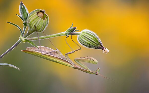 Europäische Gottesanbeterin (Mantis religiosa) Weibchen lauernd auf Beute, grüne Grundfärbung, grüne Morphe, Herbst, Herbststimmung, Sachsen-Anhalt, Deutschland, Europa
