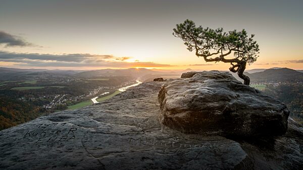 DIe Wetterkiefer auf dem Lilienstein in der Sächsischen Schweiz zum Sonnenaufgang