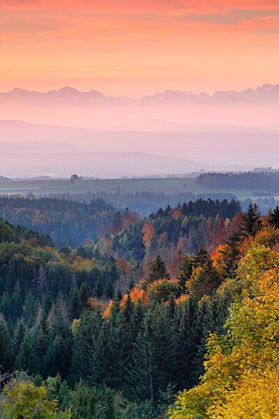 Herbstlicher Sonnenaufgang mit Nebelschwaden über dem hügeligen Mittelland, Schweizer Alpen im Hintergund, Aussicht von Höchenschwand im Schwarzwald, Deutschland, Europa