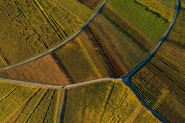 Weinberge im Herbst aus der Vogelperspektive, Luftbildaufnahme, Stuttgart, Baden-Württemberg, Deutschland, Europa