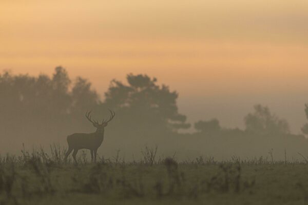 Rothirsch (Cervus elaphus), stehend im Nebel bei Sonnenaufgang, während der Brunftzeit, Minsmere RSPB Reserve, Suffolk, England, Großbritannien, Europa