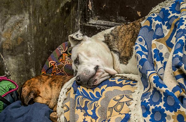 Schlafende Hunde eines Obdachlosen, Palermo, Sizilien, Italien, Europa