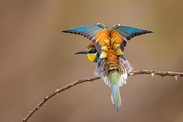 Bienenfresser (Merops apiaster) Rückenansicht, Gefiederpflege, Sachsen- Anhalt, Deutschland, Europa