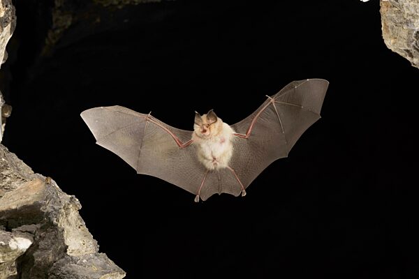 Kleine Hufeisennase (Rhinolophus hipposideros) im Flug, in Deutschland vom Aussterben bedrohte Fledermaus, Thüringen, Deutschland, Europa