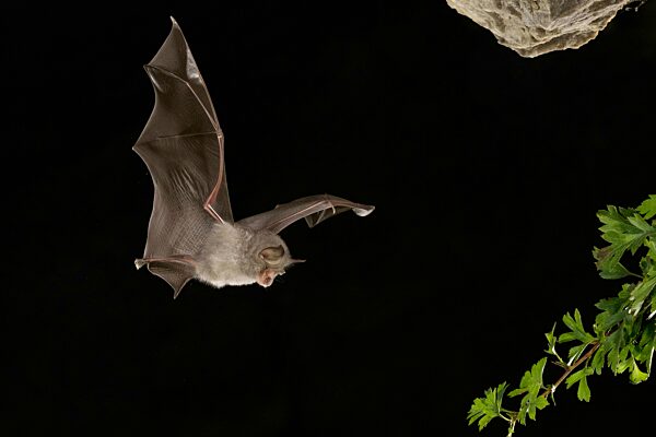 Kleine Hufeisennase (Rhinolophus hipposideros), Jungtier im Flug, in Deutschland vom Aussterben bedrohte Fledermaus, Thüringen, Deutschland, Europa