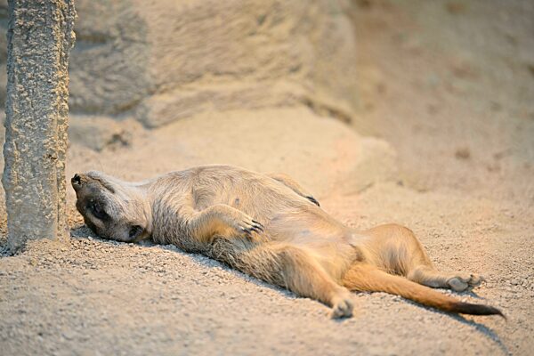 Erdmännchen (Suricata suricatta), captive, liegt entspannt auf Rücken, Deutschland, Europa