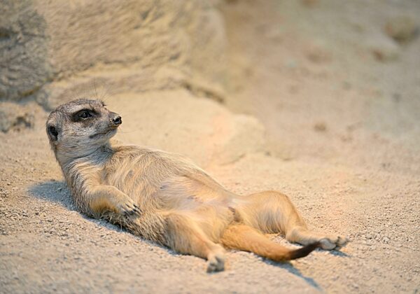 Erdmännchen (Suricata suricatta), captive, liegt entspannt auf Rücken, Deutschland, Europa