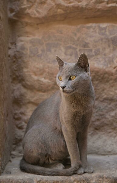 Katze in der Tempelanlage Philae, Assuan, Ägypten, Afrika