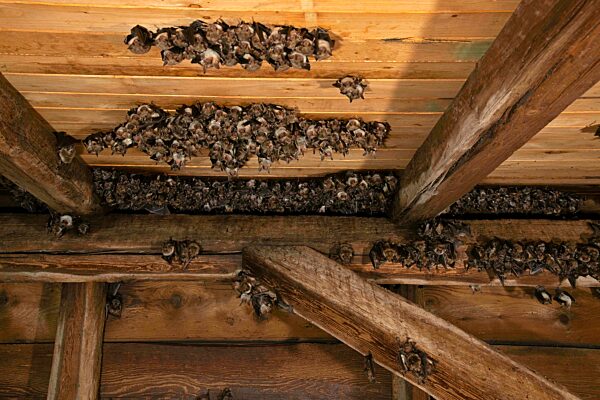 Großes Mausohr (Myotis myotis), Wochenstube im Dachboden einer Kirche, Thüringen, Deutschland, Europa