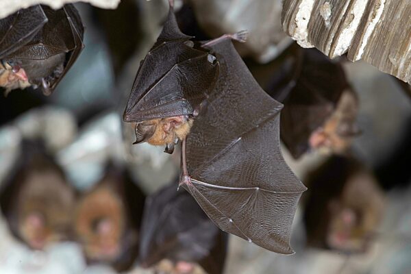 Kleine Hufeisennase (Rhinolophus hipposideros), Weibchen mit Jungtier in Wochenstube, Thüringen, Deutschland, Europa