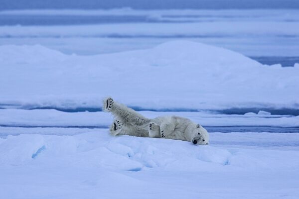 Einsamer Eisbär (Thalarctos maritimus), der auf einer Eisscholle im arktischen Ozean ruht