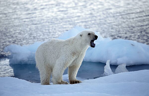 Brummender Eisbär (Thalarctos maritimus) auf Packeis, das im arktischen Ozean am Nordpol schwimmt