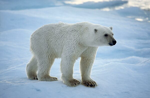 Eisbär (Thalarctos maritimus) auf Packeis, das im arktischen Ozean am Nordpol schwimmt