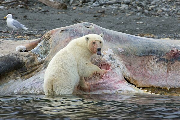 Aasfressender Eisbär (Ursus maritimus) beim Fressen des Kadavers eines gestrandeten toten Pottwals an der Küste von Svalbard, Spitzbergen, Norwegen, Europa