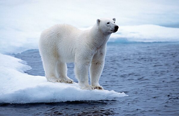Weißer Eisbär (Ursus maritimus) auf Packeis im arktischen Ozean am Nordpol in der Nähe von Svalbard, Spitzbergen, Norwegen, Europa