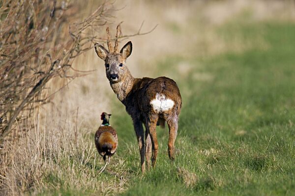 Jagdfasan (Phasianus colchicus) und Rehbock (Capreolus capreolus) mit samtenem Geweih auf einem Feld im Frühling