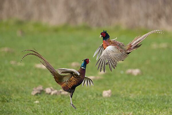 Jagdfasan (Phasianus colchicus), Ringhalsfasan zwei territoriale Hähne, Männchen kämpfen im Feld während der Brutzeit im Frühjahr