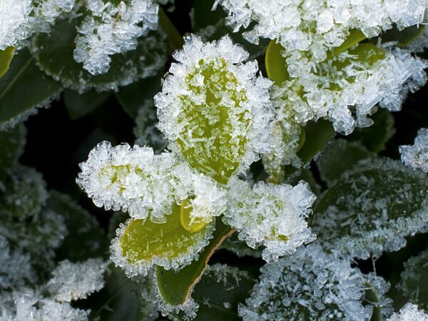 Raureif an einem Buchsbaum (Buxus sempervirens)