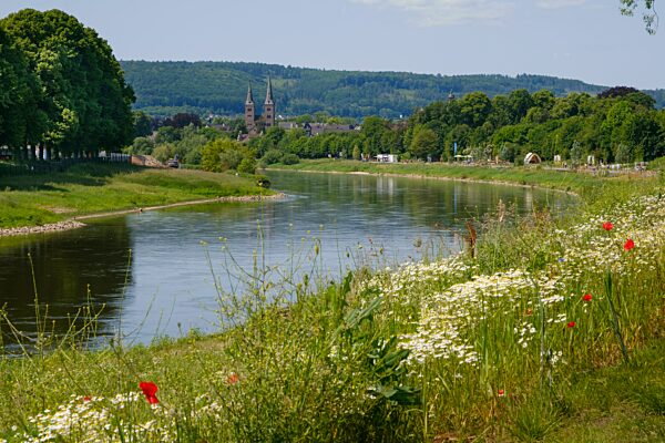 Blühende Kamille und Mohn am Ufer der Weser, hinten Kilianikirche, Landesgartenschau, Höxter, Nordrhein-Westfalen, Deutschland, Europa
