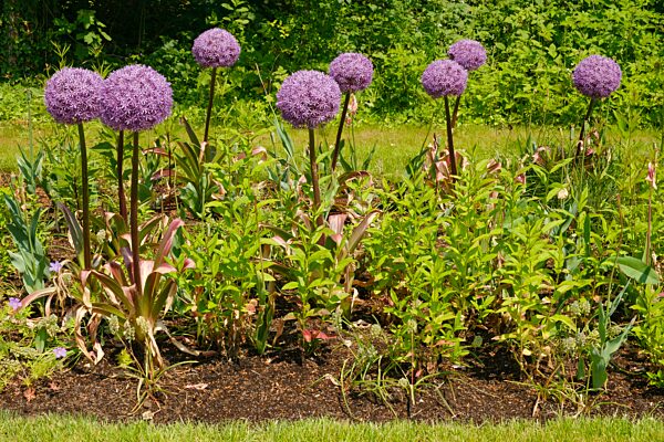 Riesenlauch (Allium Giganteum), Zierlauch, Landesgartenschau, Höxter, Nordrhein-Westfalen, Deutschland, Europa