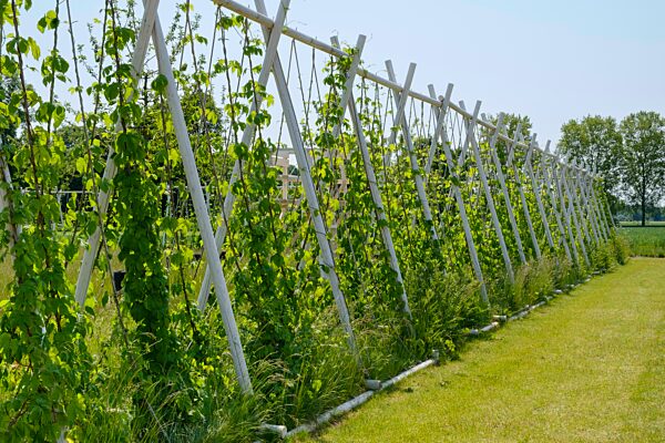Gerüstspalier mit Hopfen (Humulus lupulus), Hopfenanbau, Landesgartenschau, Höxter, Nordrhein-Westfalen, Deutschland, Europa