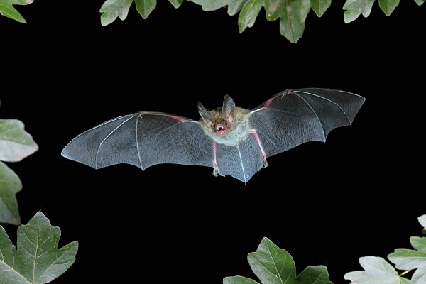 Bechsteinfledermaus (Myotis bechsteinii) im Flug, potenziell gefährdete Tierart, highspeed Naturfoto, Fledermäuse, Säugetiere, Tiere Siegerland, Nordrhein-Westfalen, Deutschland, Europa