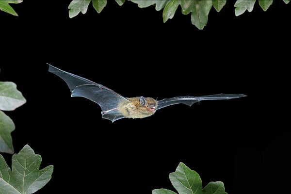 Zwergfledermaus (Pipistrellus pipistrellus) im Flug, highspeed Naturfoto, Fledermäuse, Säugetiere, Tiere Siegerland, Nordrhein-Westfalen, Deutschland, Europa