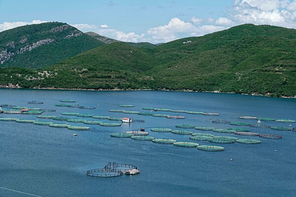 Fischzucht am Koman See, einem Stausee am Fluss Drin, in den albanischen Alpen in Nordalbanien. Koman, Qark Shkodra, Albanien, Südosteuropa, Europa