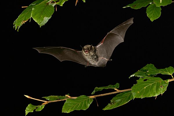 Kleine Bartfledermaus (Myotis mystacinus) im Flug, Niedersachsen, Deutschland, Europa