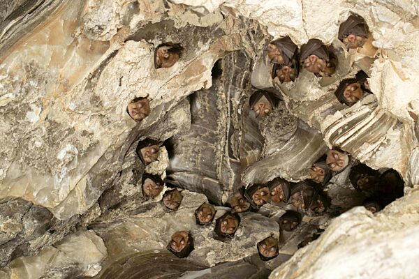 Kleine Hufeisennase (Rhinolophus hipposideros), Weibchen mit Jungtieren in Wochenstube, in Deutschland vom Aussterben bedrohte Fledermaus, Thüringen, Deutschland, Europa