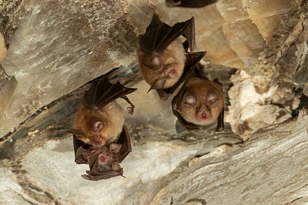 Kleine Hufeisennase (Rhinolophus hipposideros), Weibchen mit Jungtier in Wochenstube, in Deutschland vom Aussterben bedrohte Fledermaus, Thüringen, Deutschland, Europa
