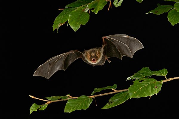 Großes Mausohr (Myotis myotis) im Flug, Niedersachsen, Deutschland, Europa