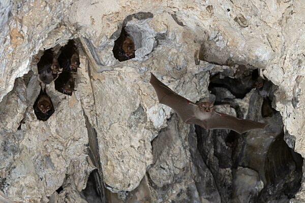 Kleine Hufeisennase (Rhinolophus hipposideros) im Flug, Wochenstube, in Deutschland vom Aussterben bedrohte Fledermaus, Thüringen, Deutschland, Europa