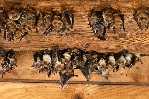 Großes Mausohr (Myotis myotis) Wochenstube im Dachboden einer Kirche, Thüringen, Deutschland, Europa