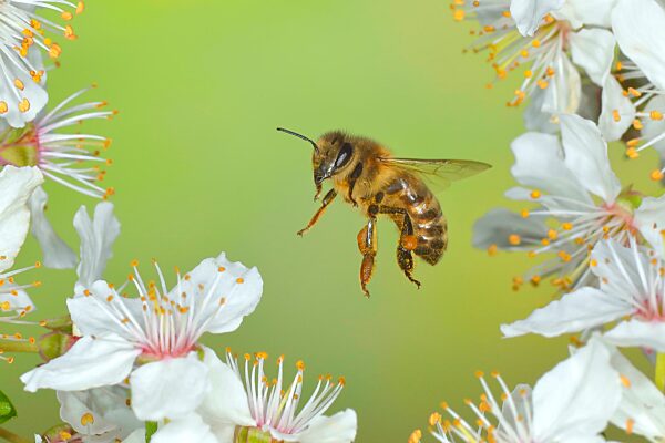 Europäische Honigbiene (Apis mellifera) Biene im Flug an der Blüte des Heckendorns, Schwarzdorn (Prunus spinosa), Wildobstgehölz, Großfrüchtige Schlehe, Hight Speed Flugaufnahme, Frühling, Wildlife, Insekten, Siegerland, Nordrhein-Westfalen, Deutschl