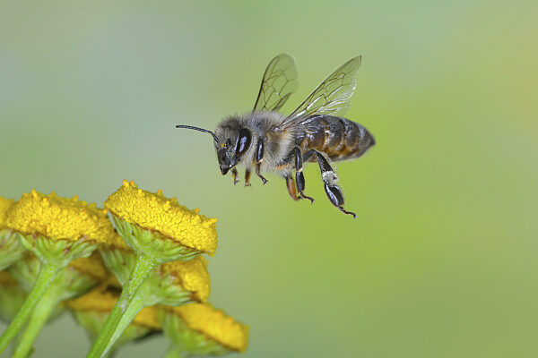 Europäische Honigbiene (Apis mellifera) Biene im Flug...