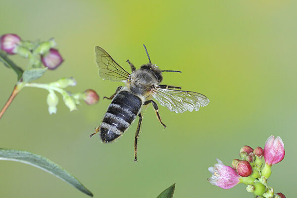 Europäische Honigbiene (Apis mellifera) Biene im Flug...