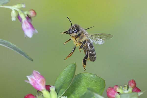 Europäische Honigbiene (Apis mellifera) Biene im Flug...