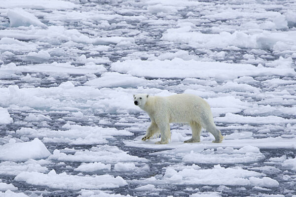 Einsamer Eisbär (Ursus maritimus) auf Treibeis...