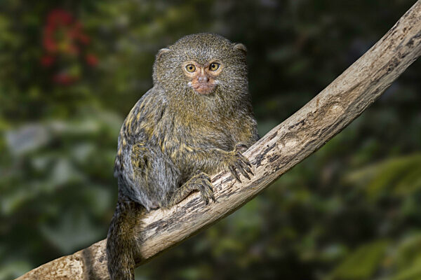 Westliches Zwergseidenäffchen (Cebuella pygmaea), Neuweltaffe...