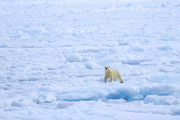 Einsamer Eisbär (Ursus maritimus) bei der Jagd auf Packeis...