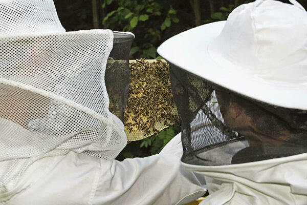 Zwei Imker in Schutzkleidung öffnen einen Bienenstock...