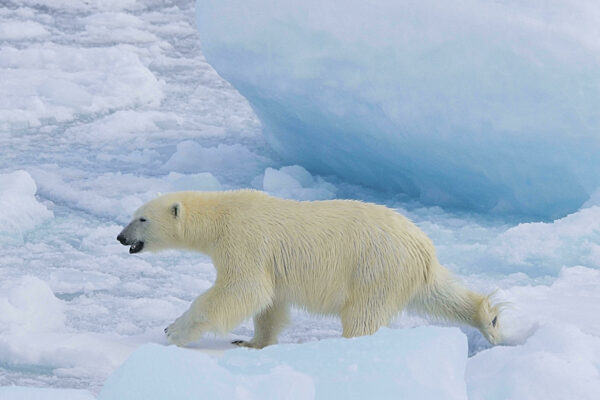 Einsamer Eisbär (Ursus maritimus) bei der Jagd auf Packeis...