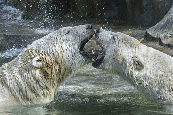 Zwei Eisbären (Ursus maritimus) spielen einen Kampf im Wasser des Pools im...
