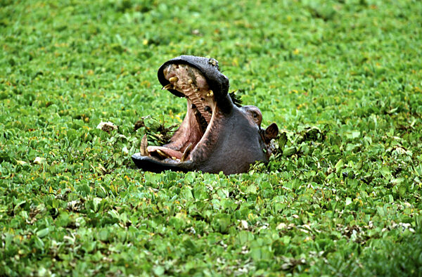 Flusspferd (Hippopotamus amphibius), adult, gähnend, mit offenem Maul...