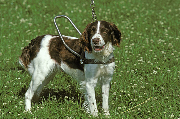 Blindenführhund