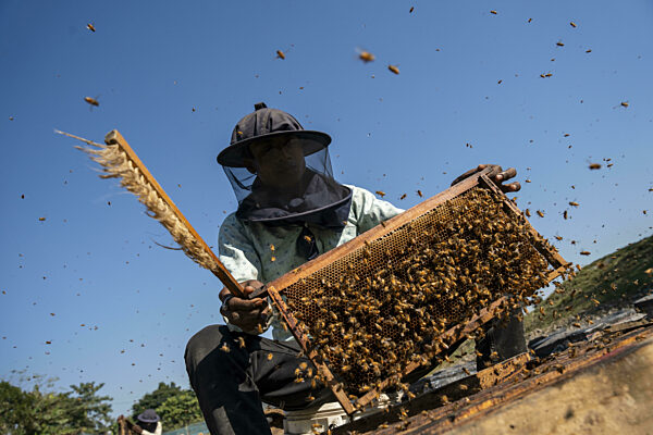 Ein Imker zieht die Waben aus den Bienenstöcken...